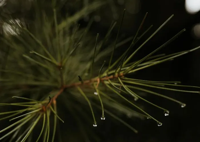Pod Skrzycznem בית אירוח